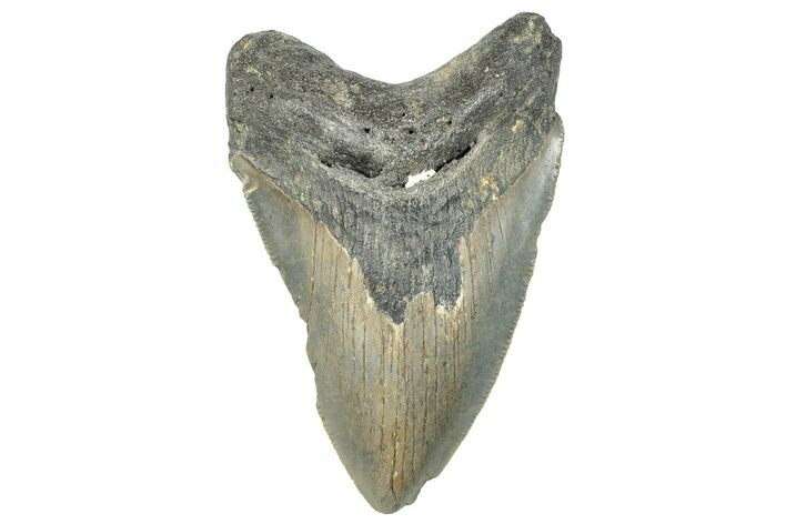 Serrated, Fossil Megalodon Tooth - North Carolina #295309